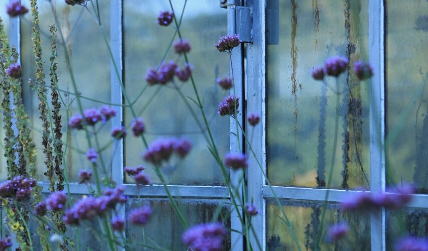 Lila Blumen vor einem Fenster